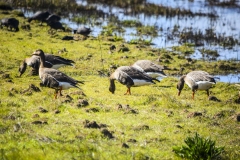 Geese at Lodi, California