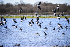 Geese at Lodi, California