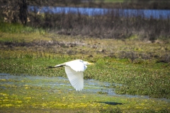 Flying Crane at Lodi, California