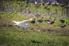 Geese and Crane at Lodi, California