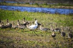 Geese and Crane at Lodi, California