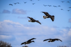 Geese at Lodi, California