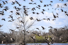 Geese at Lodi, California