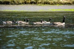 Ducks on the Mendocino River, California