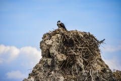 Osprey at Mono Lake, California