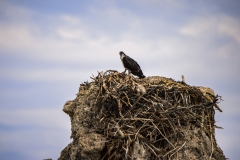 Osprey at Mono Lake, California