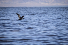 Pelican at Salton Sea, California