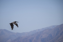 Pelican in Flight