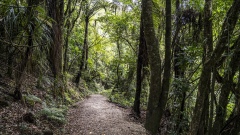 Hiking through the Rain Forest of New Zealand