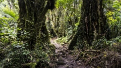 Trees of the Rain Forest of New Zealand.