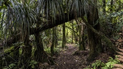 Hiking through the Rain Forest of New Zealand.