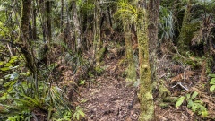 Hiking through the Rain Forest of New Zealand.