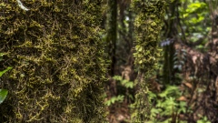 Hiking through the Rain Forest of New Zealand.