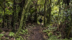 Hiking through the Rain Forest of New Zealand