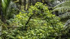 Hiking through the Rain Forest of New Zealand.