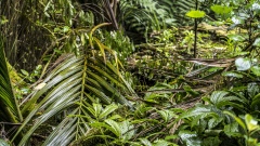 New Zealand Ferns