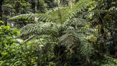 New Zealand Ferns