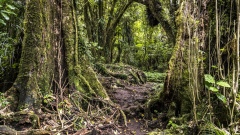 Hiking through the Rain Forest of New Zealand.