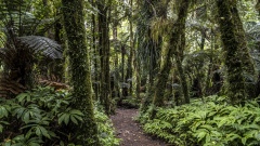 Hiking through the Rain Forest of New Zealand.