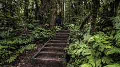 Hiking through the Rain Forest of New Zealand.