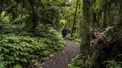 Hiking through the Rain Forest of New Zealand.