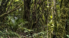 Hiking through the Rain Forest of New Zealand.