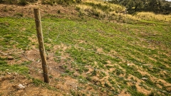 Potato Field