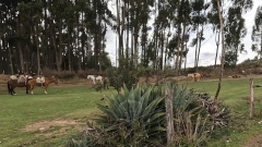 Horses Grazing