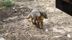 Island Fox