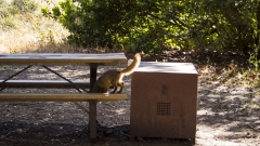 Island Fox