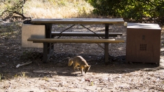 Island Fox