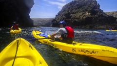 Kayaking to the Sea Caves