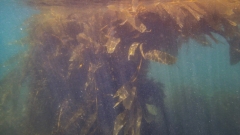 Snorkeling in the Kelp Forest