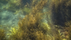 Snorkeling in the Kelp Forest