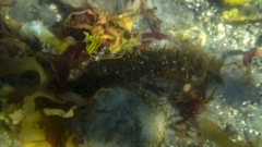 Snorkeling in the Kelp Forest