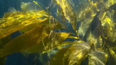 Snorkeling in the Kelp Forest