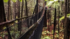 Redwood Tree Walk