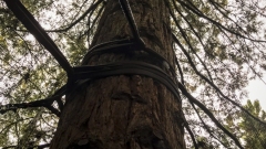 Redwood Tree Walk