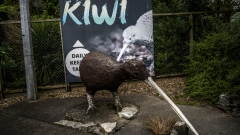 Kiwi House