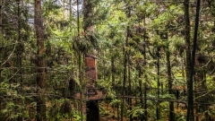 Redwood Tree Walk