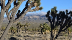 Mojave Desert Preserve