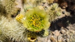 Cacti Flower
