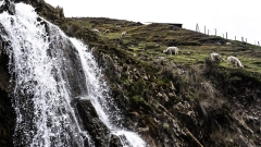 Alpaca on the hillside