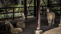 Alpacas of Huaca Pucllana