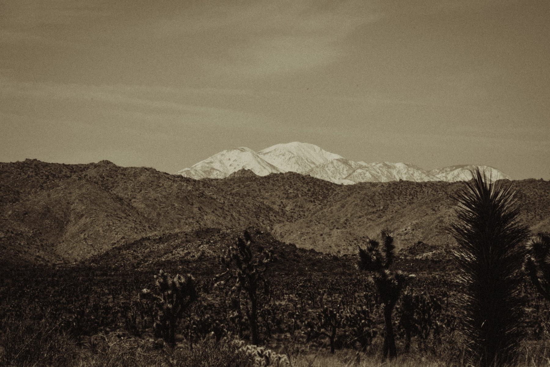 Joshua Tree National Park
