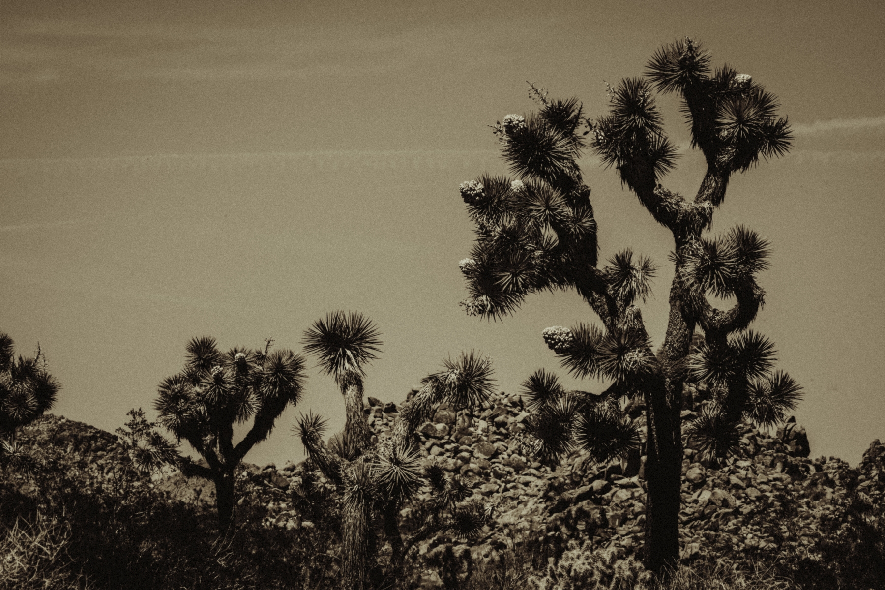 Joshua Tree National Park