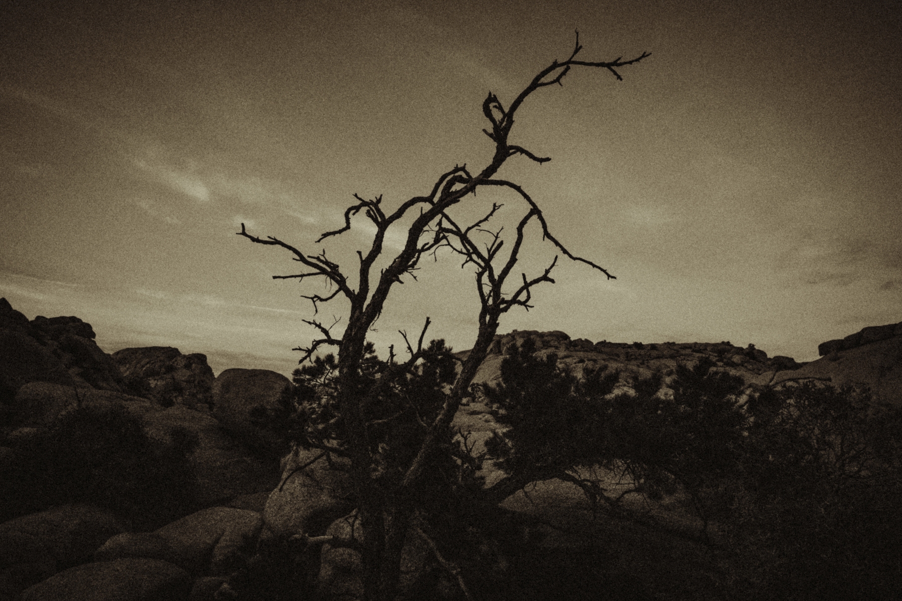 Lone Tree