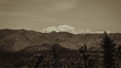 Joshua Tree National Park