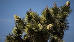 Joshua Tree Flowering Joshua Tree Flowering