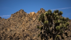 Joshua Tree and Mountains